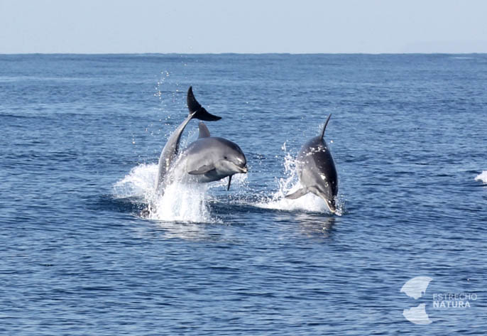 Delfines en Algeciras, Bandera Azul.